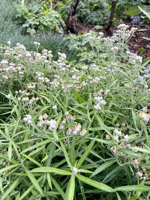 White Flowers with Herbs