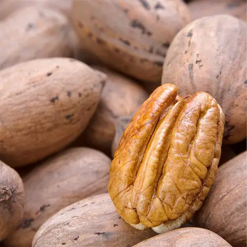 best 5 Seeds that Look Like a Brain