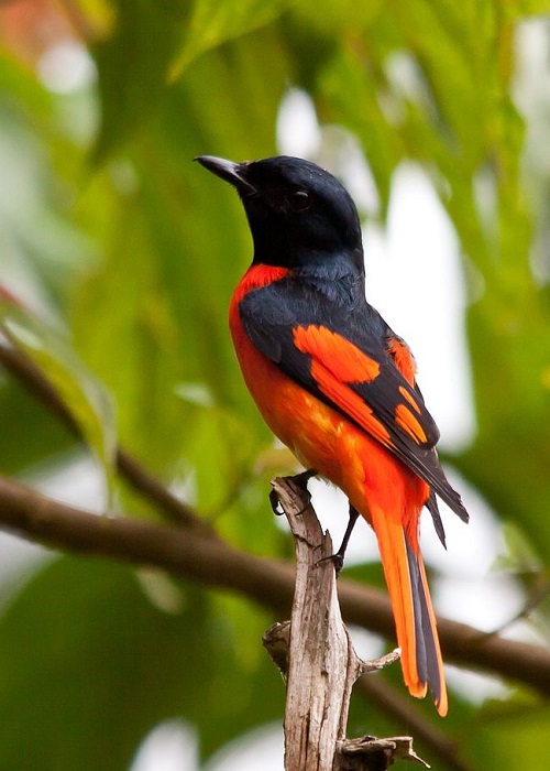 birds with red chests