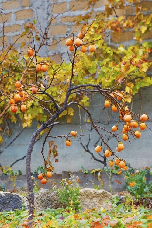 Georgia's Top Wild Edible Plants That Grow Well in Gardens