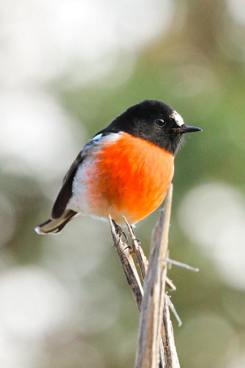 best Awesome Birds with a Red Chest