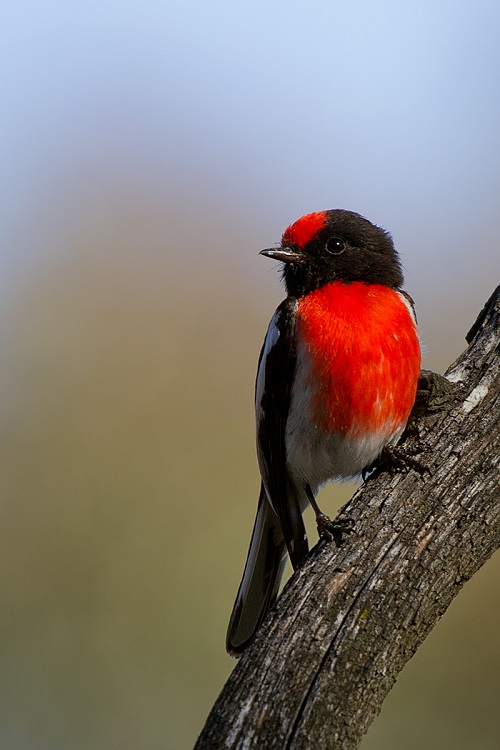 best Red-chested birds