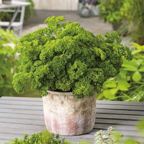 Amazing Different Types of Cilantro and Coriander 21