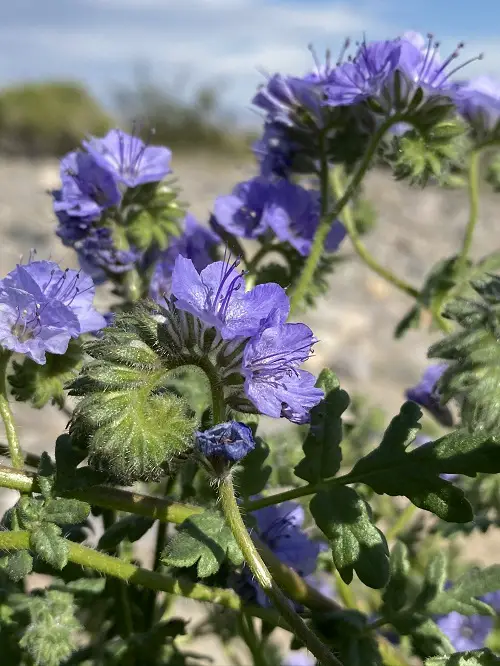 Weeds with Blue Flowers