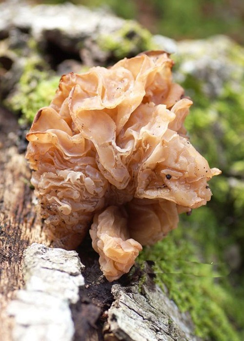 Strange Mushrooms that Remind Us of a Brain