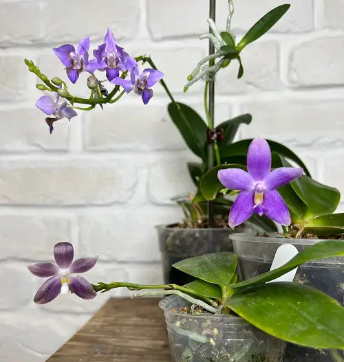Best Types of Blue Orchids indoor