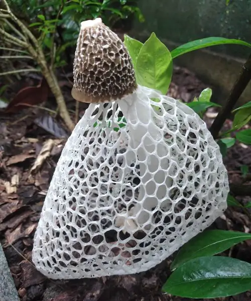 best Flowers-Inspired Mushrooms 
