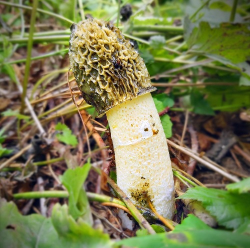 Amazing Strange Mushrooms with a Brain-Like Shape 