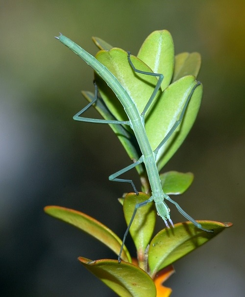 7 Green Insects That Remind Us of Leaves