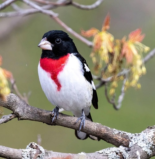 Red-chested birds