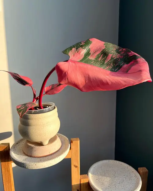 Pink Philodendrons