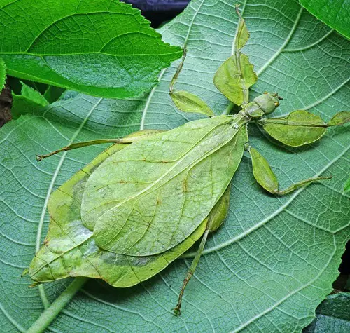 Green Insects Resembling Leaves