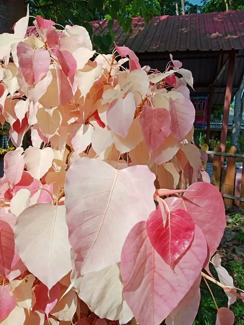 top best Trees with Pink Leaves 6