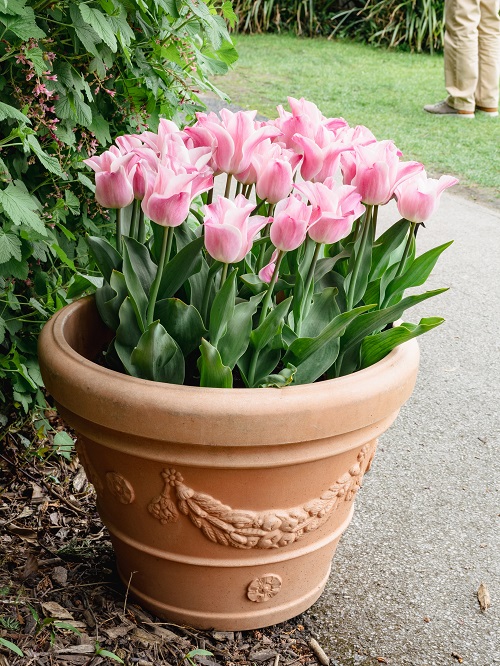 Magnificent Tulips in Pink in pot