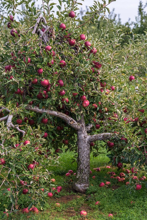 NC-Growing Fruit Trees