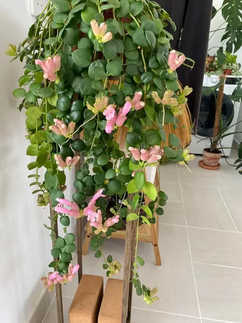 Lipstick Plant Varieties: Different Types