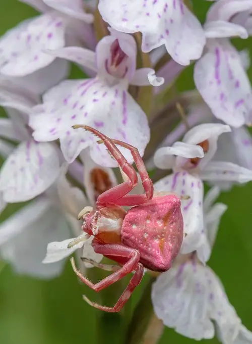 Pink Spiders 1