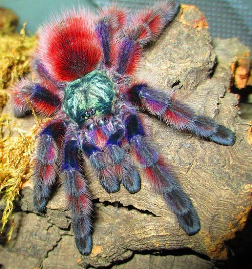 Beautiful Pink Spiders Around the World