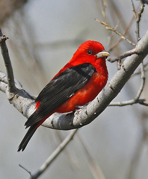 Birds with Red Chest in stem