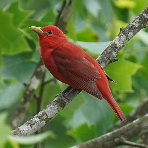 Birds with Red Chest
