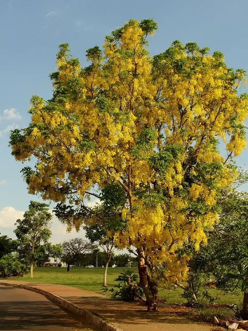 Awesome Yellow Flowers trees