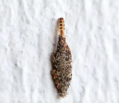Tiny white bugs resembling lint