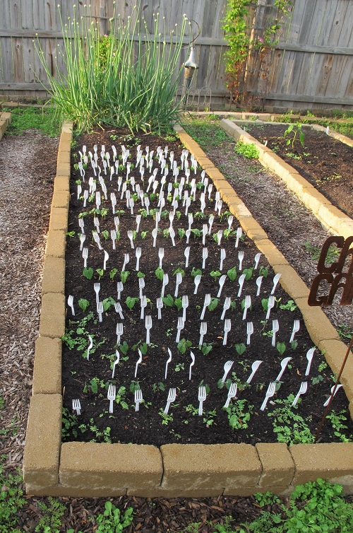 Amazing Unconventional Gardening Tricks 3