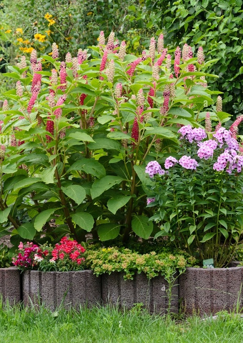 The Greatest Garden-Scape and Wild Edible Plants in Georgia
