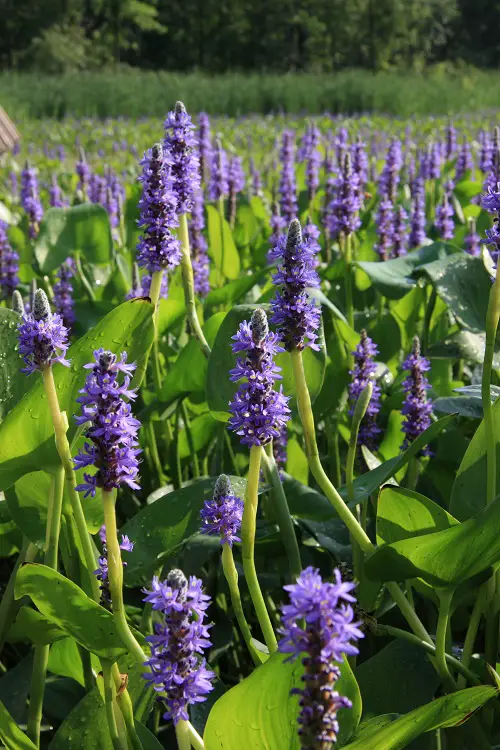 Weeds with Blue Flowers 27
