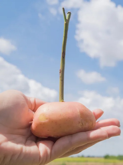 Unconventional Gardening Tricks 2