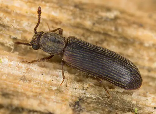best Bugs That Look Like Termites
