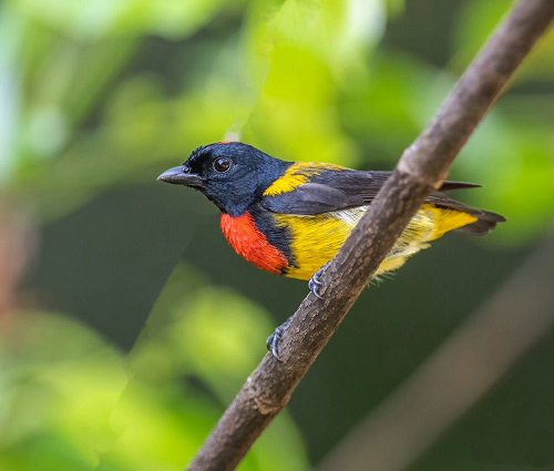 amazing lovely birds with red chests