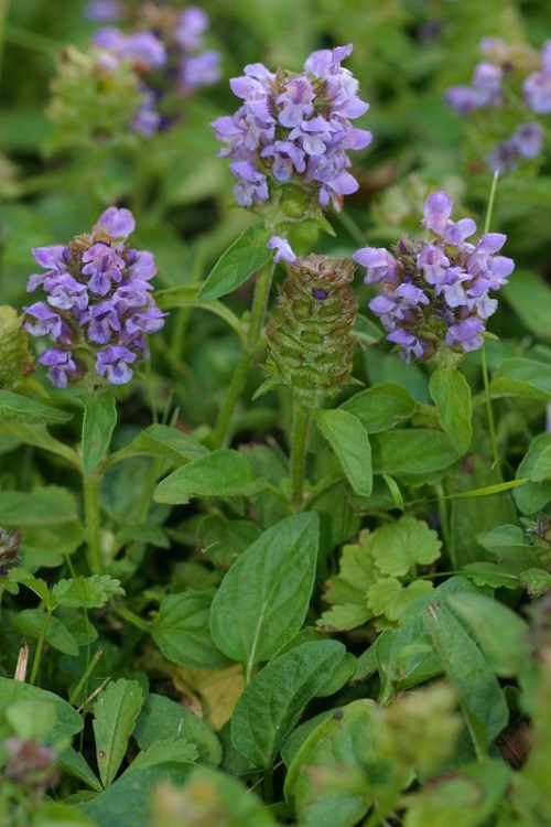 lovely Weeds with Blue Flowers 19