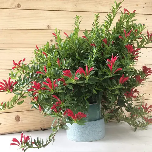 best Lipstick Plant Varieties: Different Types