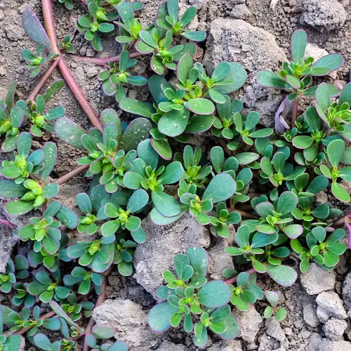 best Plants with 5 Leaves Per Stem