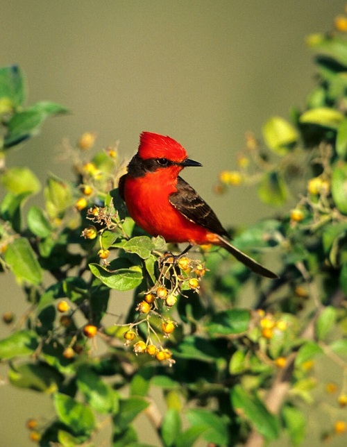 Red-chested birds eating