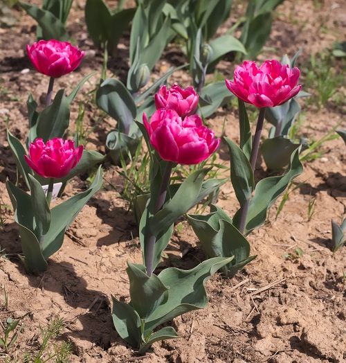 Amazing Beautiful Pink Tulips