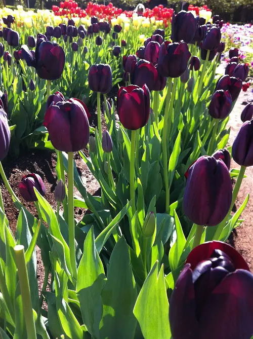 Black Flowers and Plants to Add Drama to Your Garden
