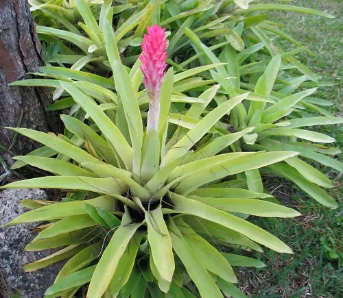 best Beautiful Flowers that Start with Q