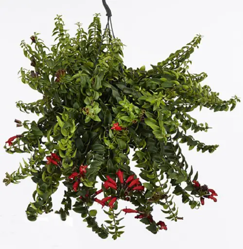 best Different Types of Lipstick Plant Varieties