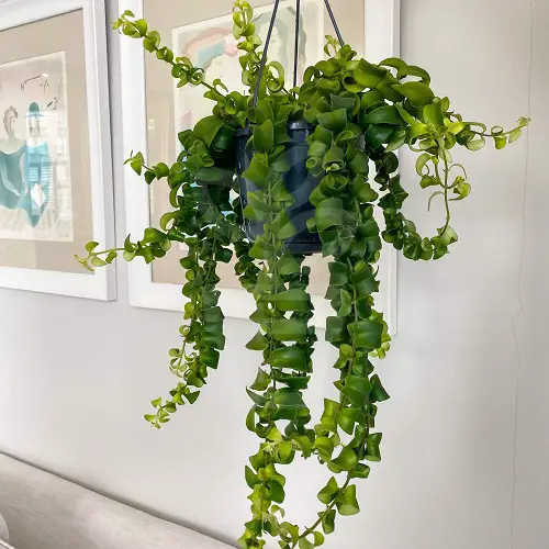 Amazing Different Types of Lipstick Plant Varieties