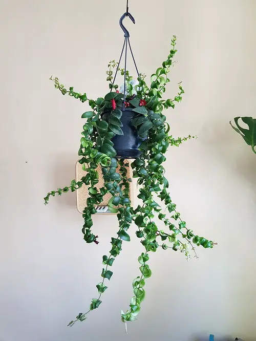 hanging Types of Lipstick Plant Varieties 7