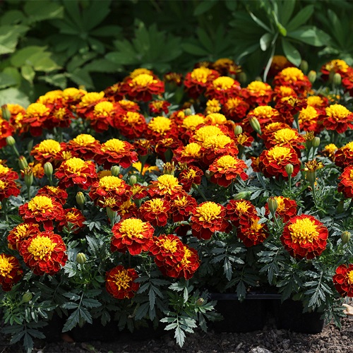 Red yellow Colors Do Marigolds Come In