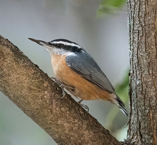 Birds with Red Chest on tree