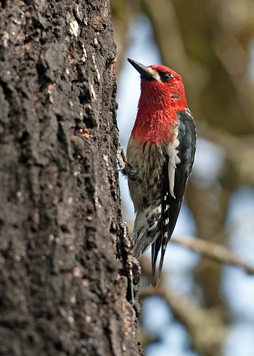 Red-chested birds on tree