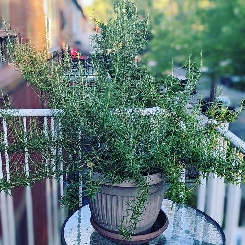 How to Keep Cats Away from Rosemary