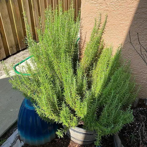 Provide Plenty of Light for thriving rosemary 