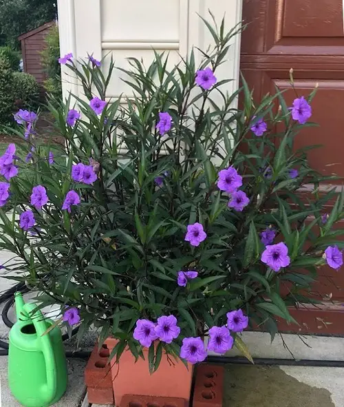 Gorgeous Mexican Flowers That You Really Should Plant