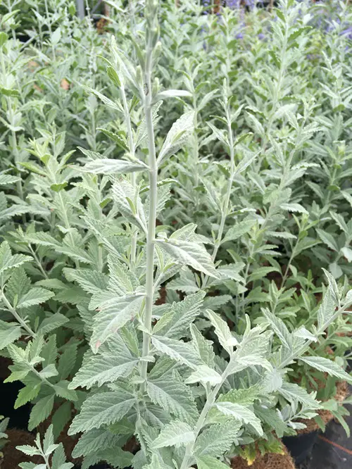 Russian Sage in garden