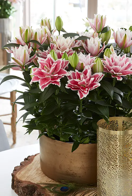 Wonderful Variety of Pink Lily Types